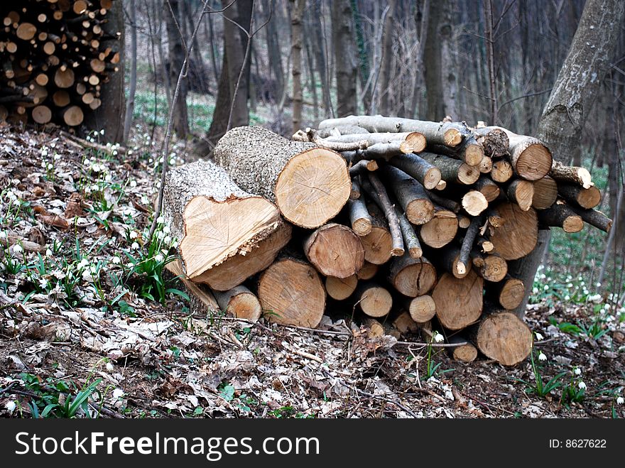 Stacked Logs And Wood