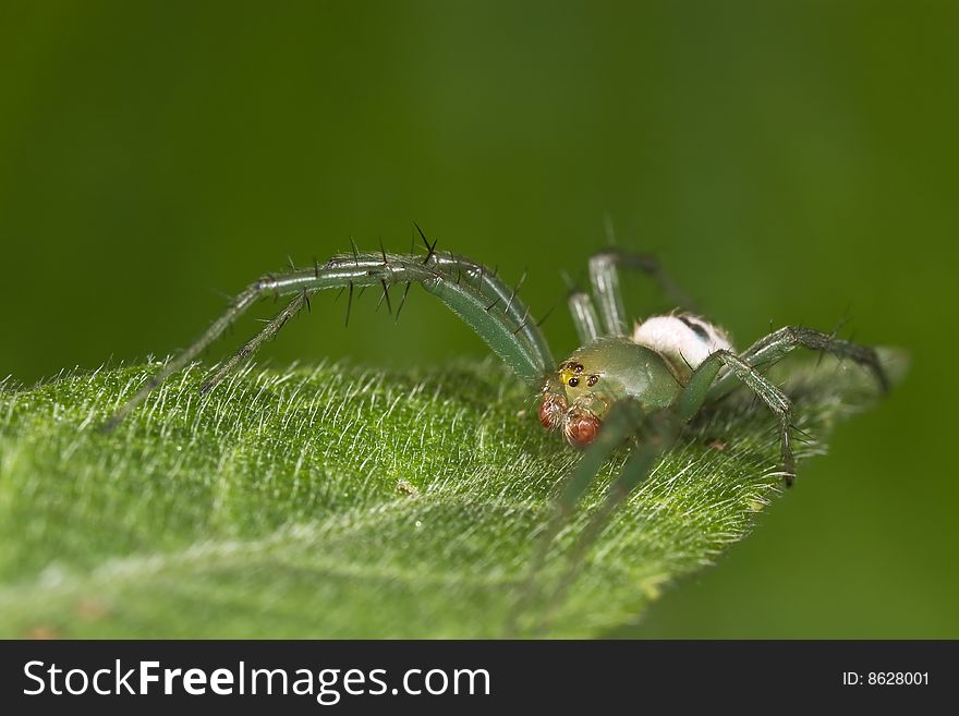 Orb-web spider macro on green leaf