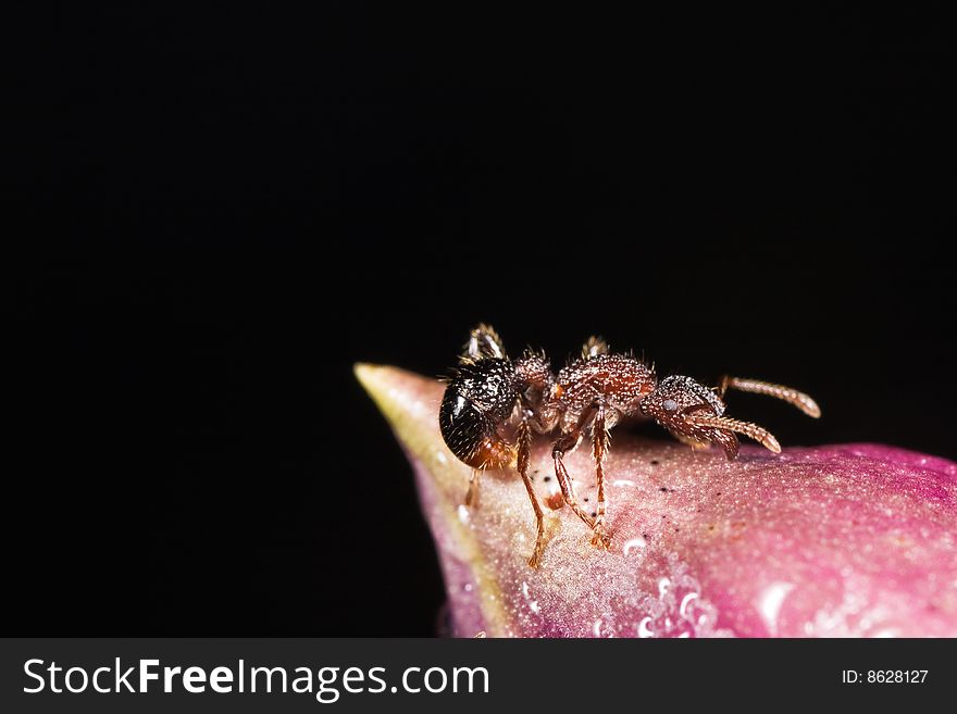 Ant with dew drop macro on purple flower