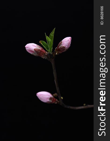 Peach flower buds at a black background