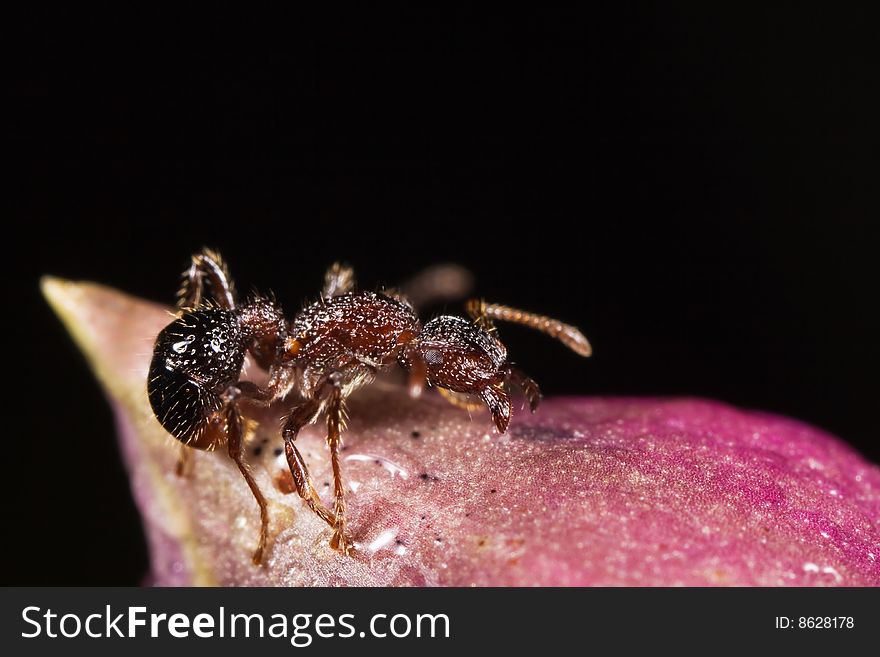 Ant with dew drop macro on purple flower