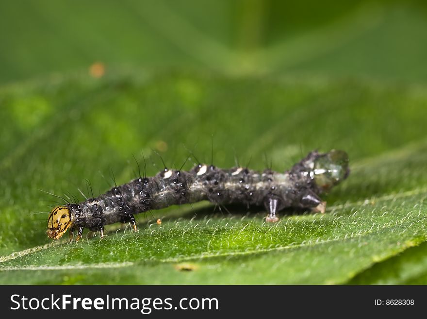 Caterpillar Closeup