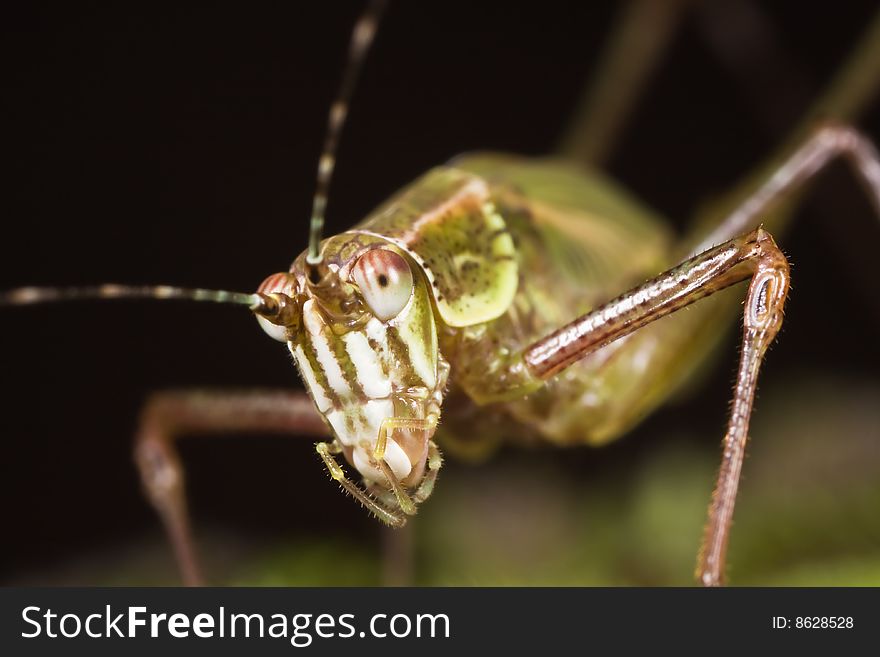 Macro katydid close up with black background. Macro katydid close up with black background