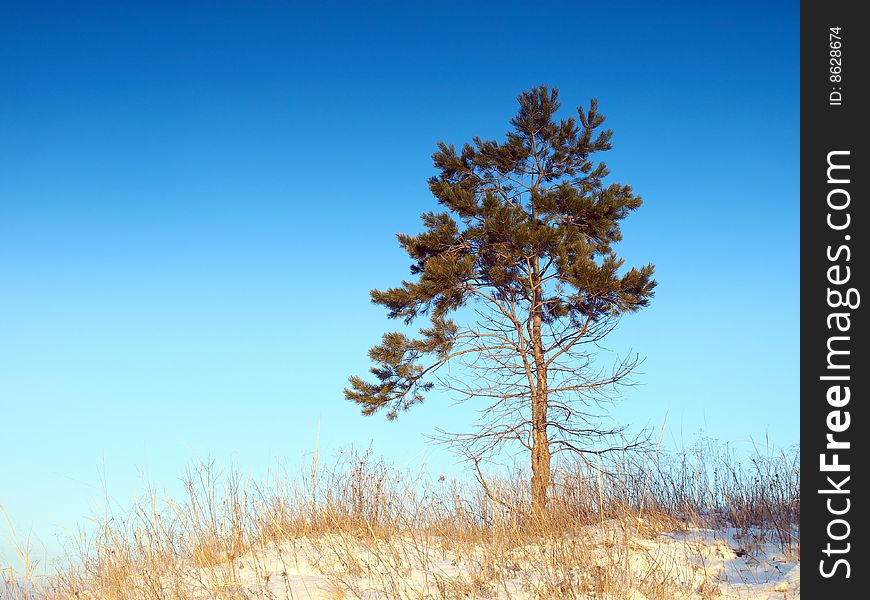 Photo of the lonely pine on Urals Hills, early in winter.