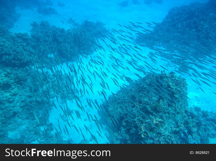 School of Barracuda in the Red Sea near Sharm el Sheikh, Egypt