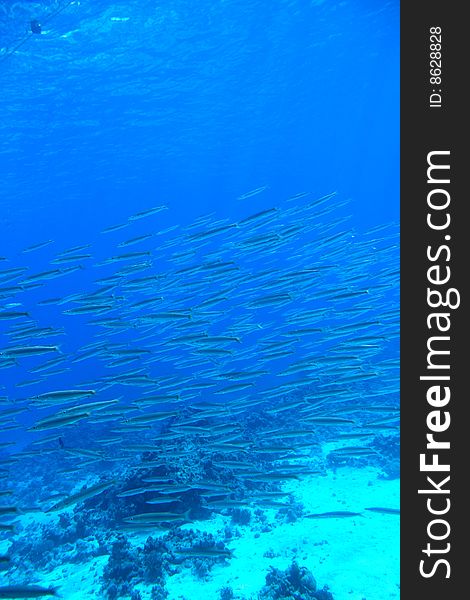 School of Barracuda in the Red Sea near Sharm el Sheikh, Egypt