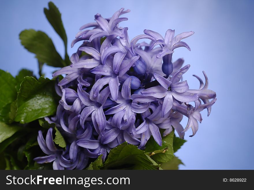 Spring flower  in front of background. Spring flower  in front of background