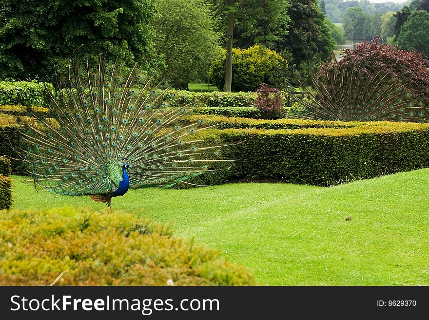 Two peacock in the park, in Warwick, England, UK. Two peacock in the park, in Warwick, England, UK
