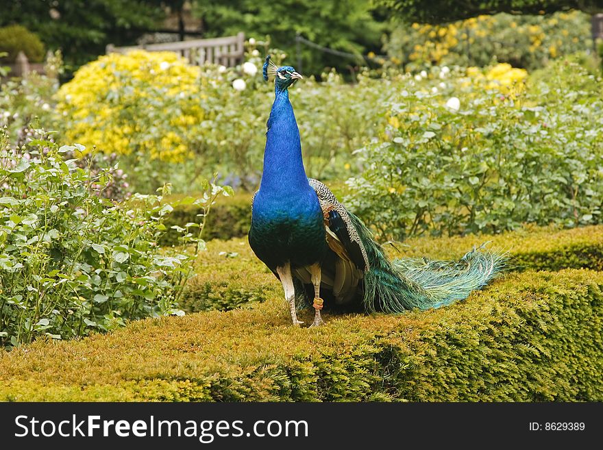 Peacock in the garden, in Warwick, England, UK