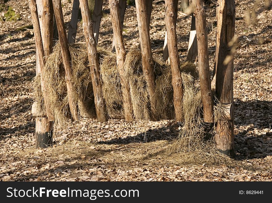 Deer yard (wild animal feeder) with hay in the forest in spring