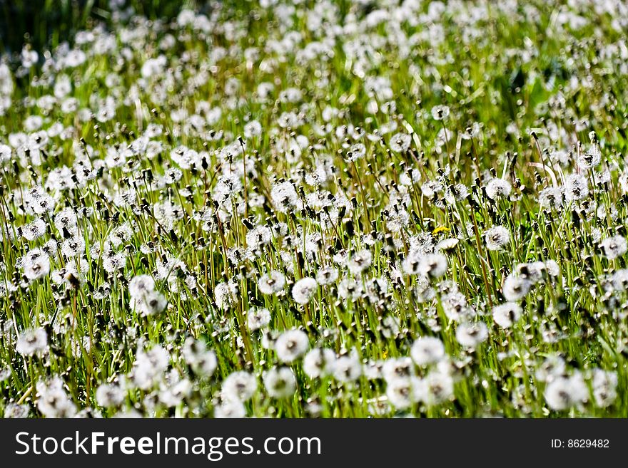 Dandelion field in summer, white, green