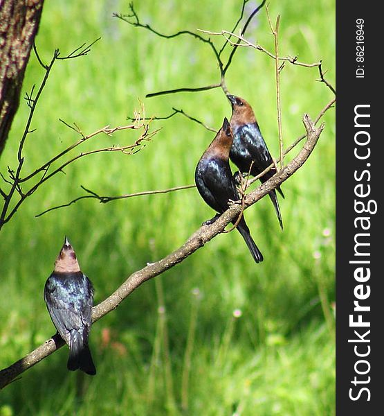 Molothrus Ater &x28;Brown-headed Cowbird&x29; - Males