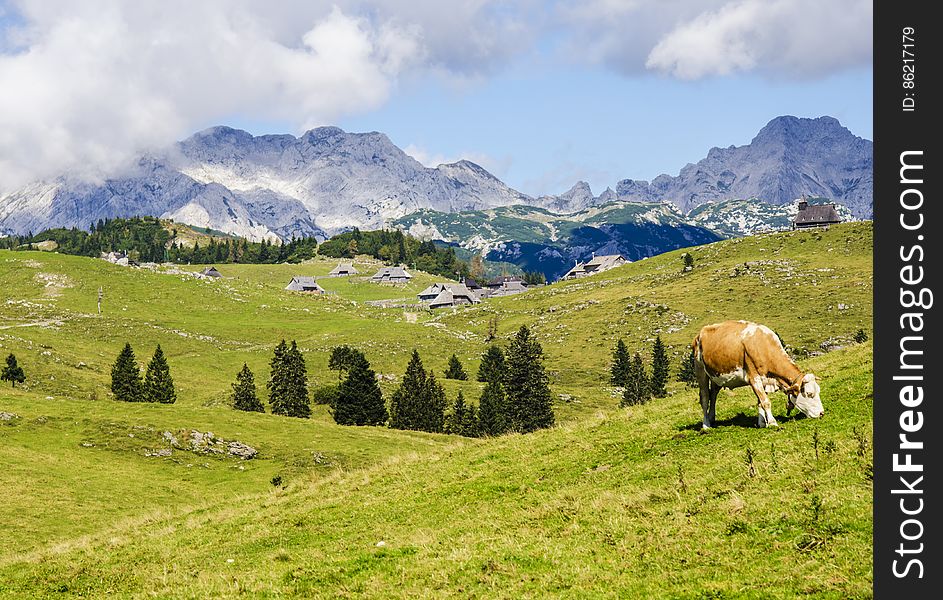 Cow Grazing In Countryside Valley