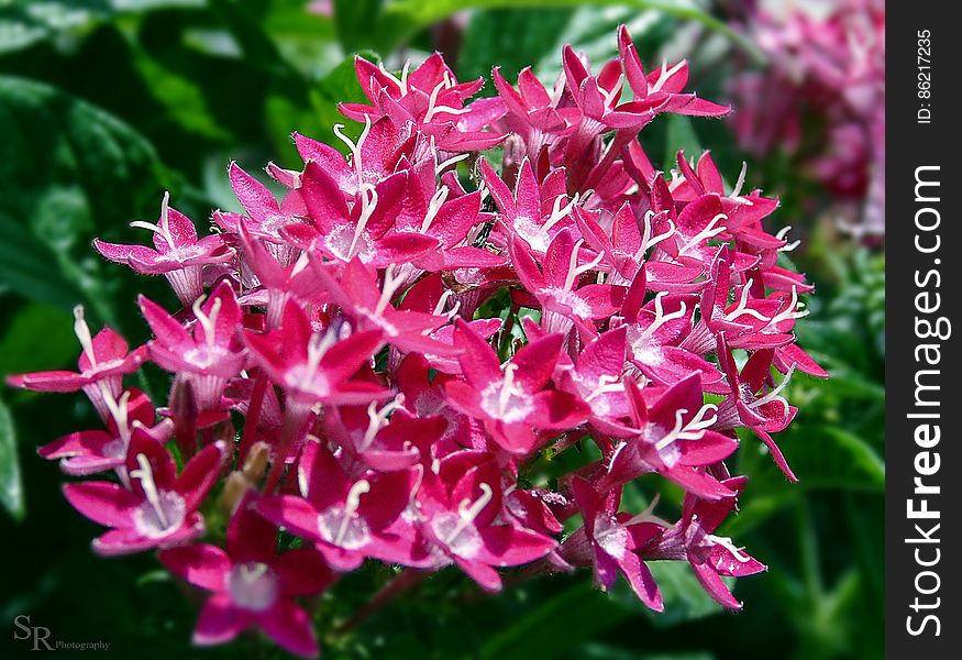 Pink Flowers