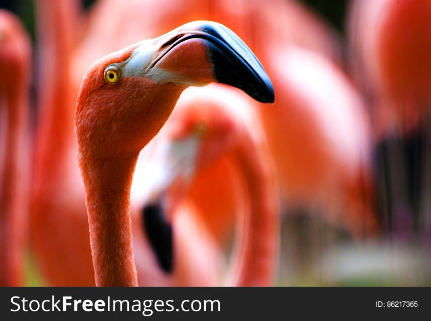 Closeup Of Flamingo Head