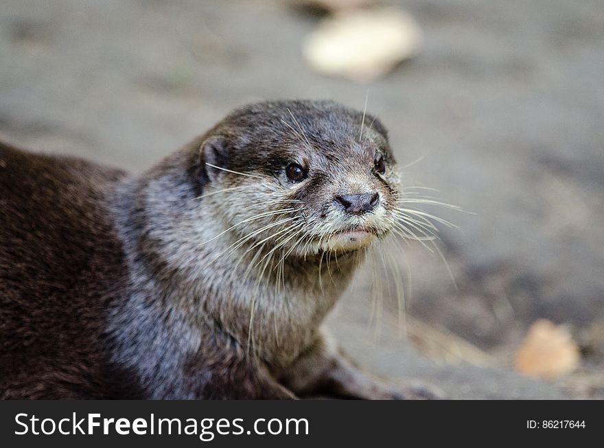 Oriental small-clawed otter