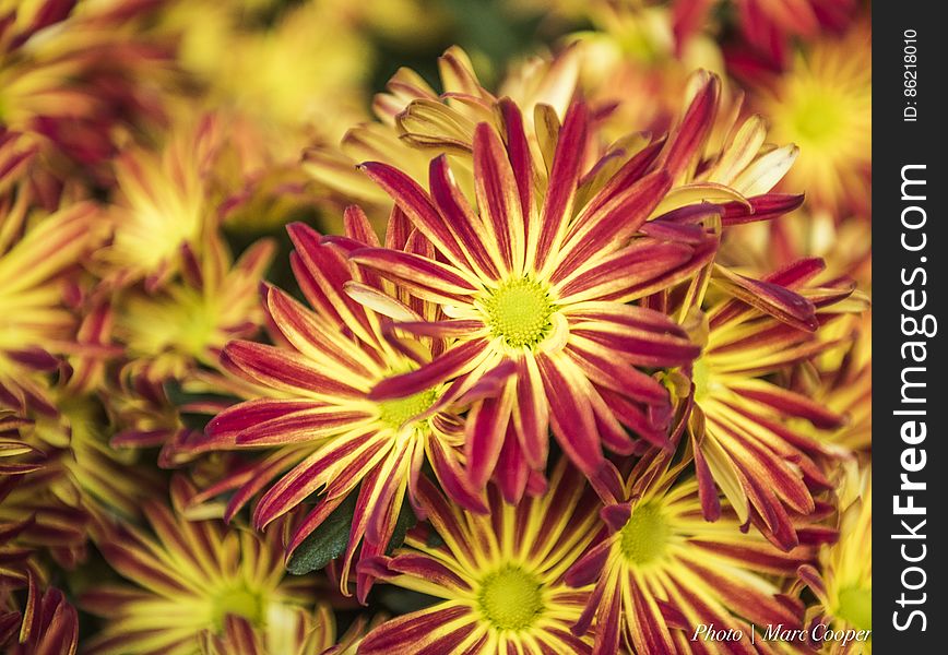 Floral Fireworks