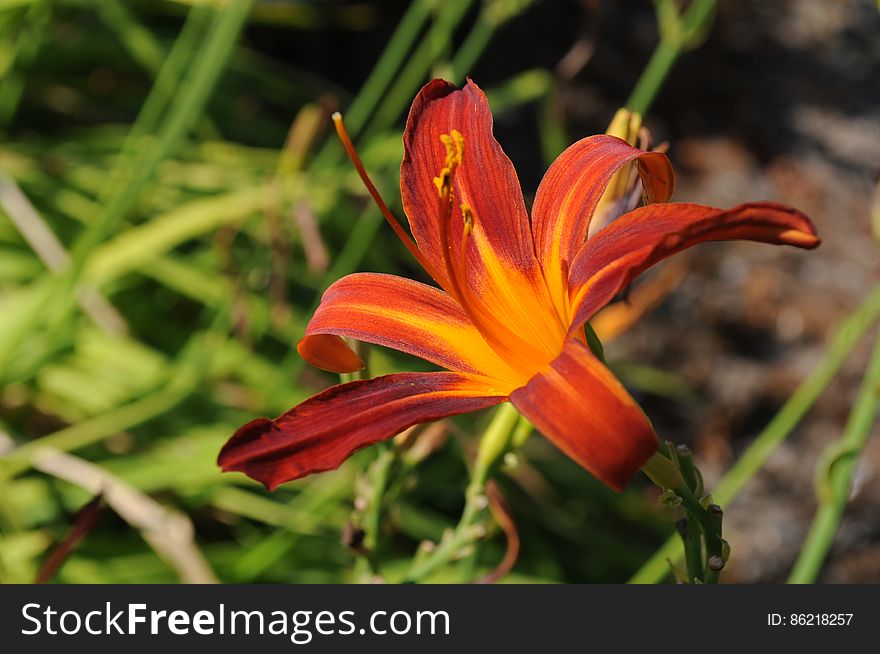 Red And Yellow Lily 1