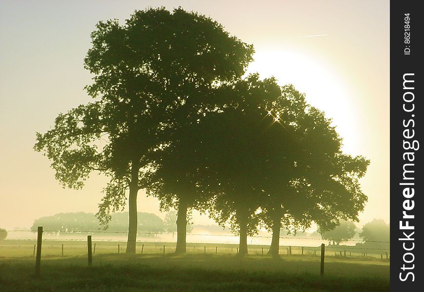 Four oak trees in Eefde, the Netherlands on a sunny summer morning. Four oak trees in Eefde, the Netherlands on a sunny summer morning.