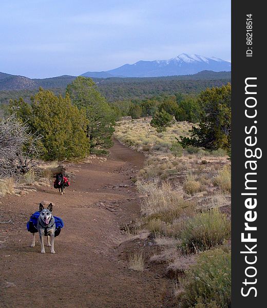 San Francisco Peaks and pups. San Francisco Peaks and pups