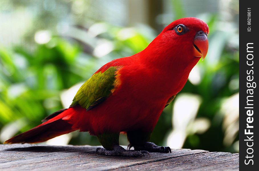 Red Parrot.