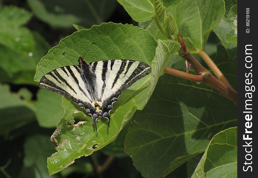 koningspage -- scarce swallowtail -- Iphiclides podalirius