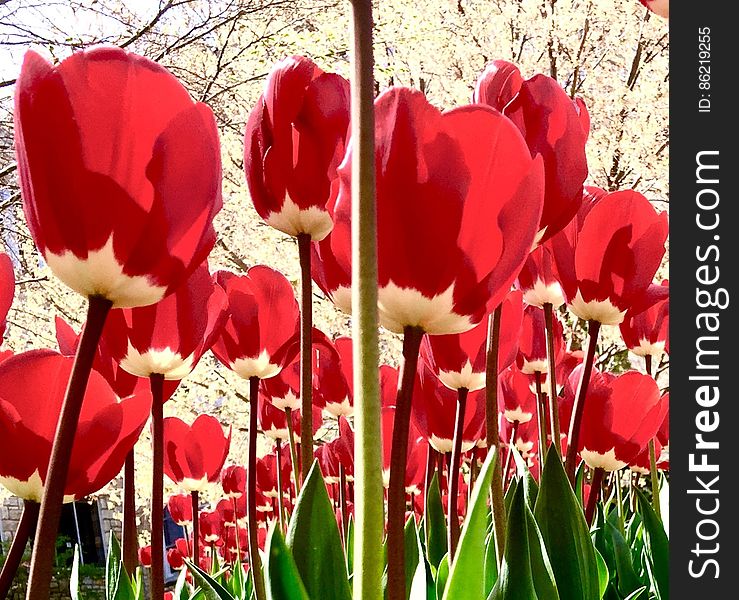 Tulips To The Sky
