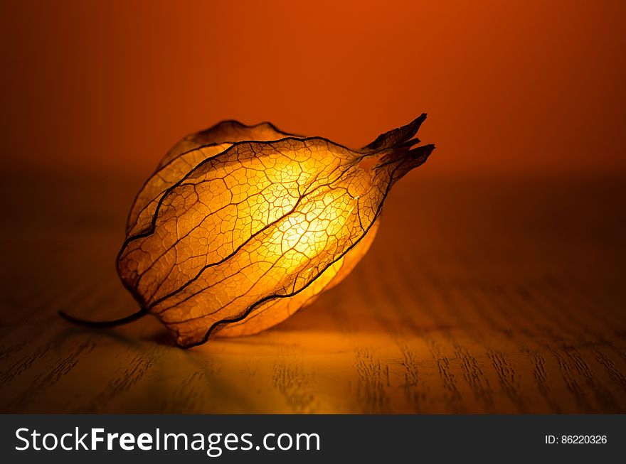 Brown and Black Lighted Flower Bud