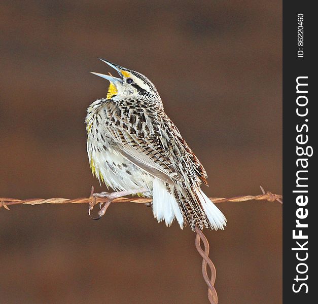 Grey And White Bird On Barbed Wire