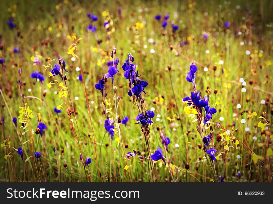 Purple Flower Closeup Photography