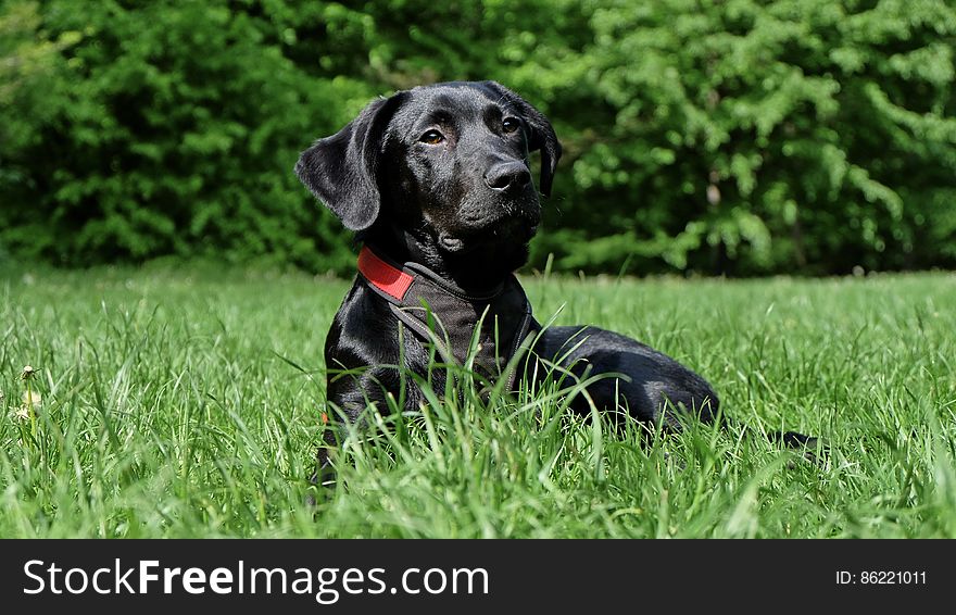 Black Labrador Retriever Lying on Grasses