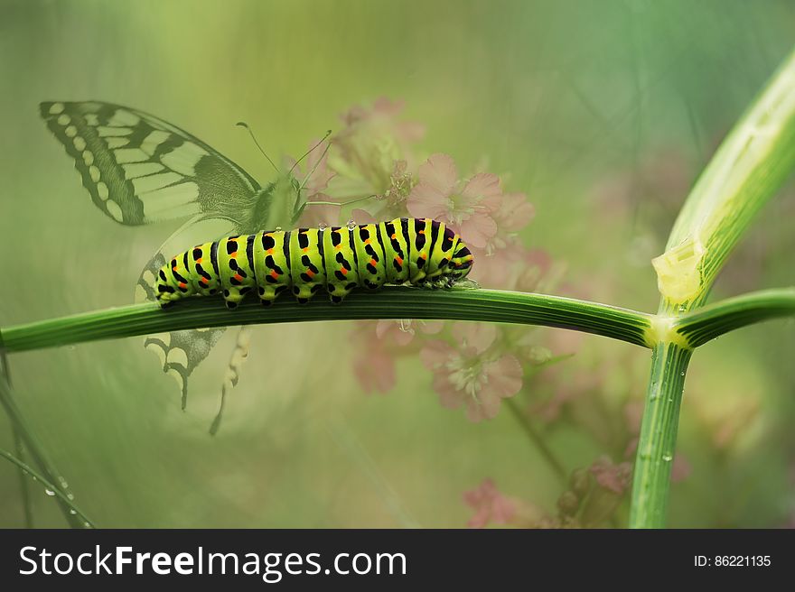 Green Caterpillar on Green Plant Stem
