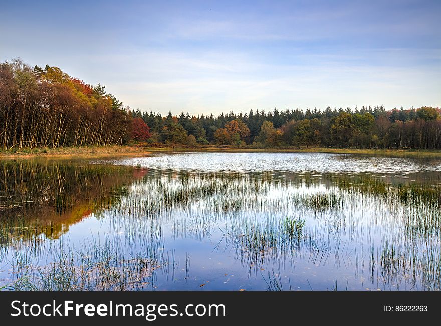 Shallow lake with rushes (reeds) growing within it and bordered by a fir forest, pale blue sky. Shallow lake with rushes (reeds) growing within it and bordered by a fir forest, pale blue sky.