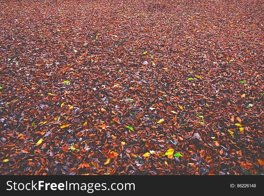 The ground covered in colorful fallen autumn leaves.