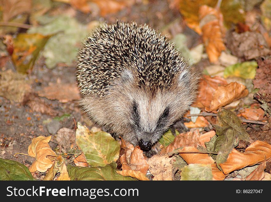 Brown Hedgehog on Brown and Green Leaves