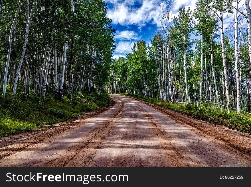 Road receding through countryside past forest of Aspen trees.