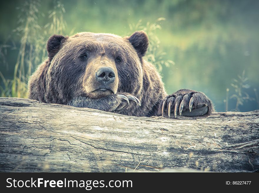 A close up of a grizzly bear`s head lurking from behind a fallen tree trunk. A close up of a grizzly bear`s head lurking from behind a fallen tree trunk.