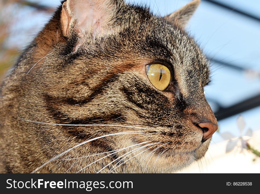 Close up profile portrait of domestic short haired tabby cat outdoors on sunny day. Close up profile portrait of domestic short haired tabby cat outdoors on sunny day.