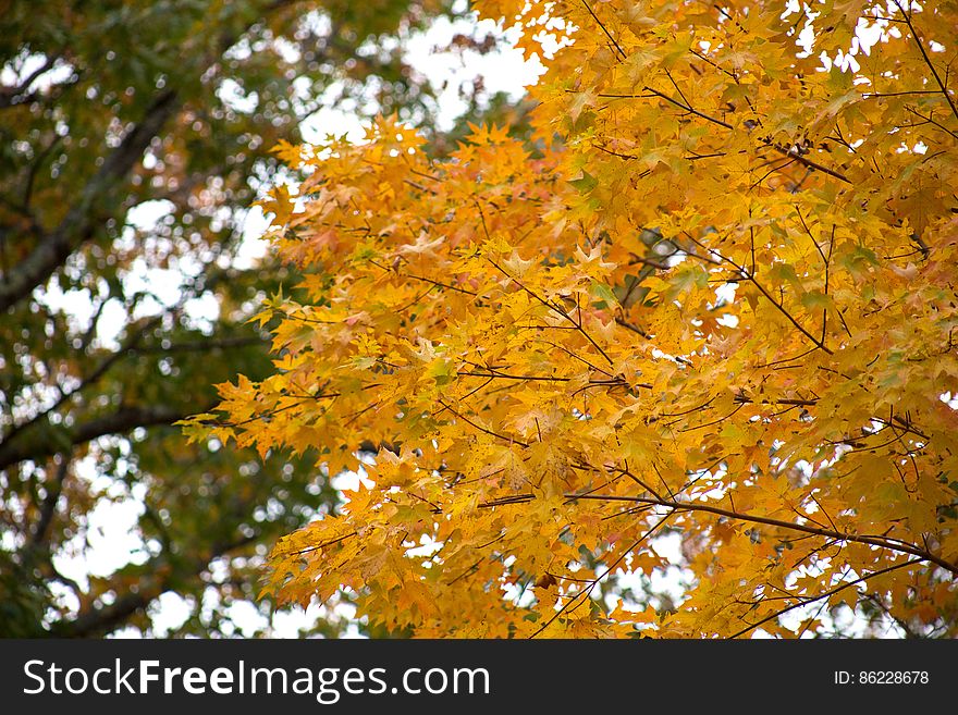 Golden fall foliage on trees on sunny day. Golden fall foliage on trees on sunny day.