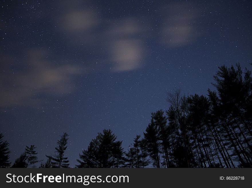 Silhouette of Trees during Night Time