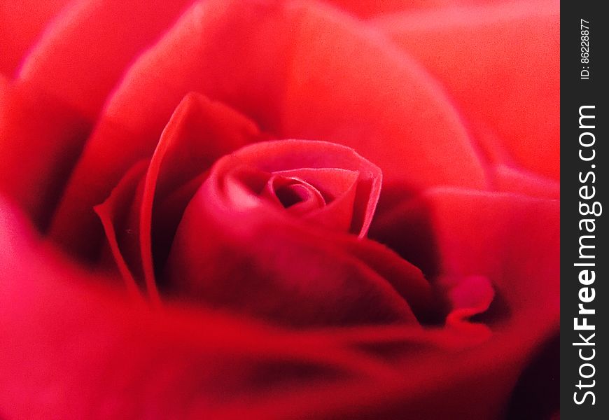 Close-up of Red Rose