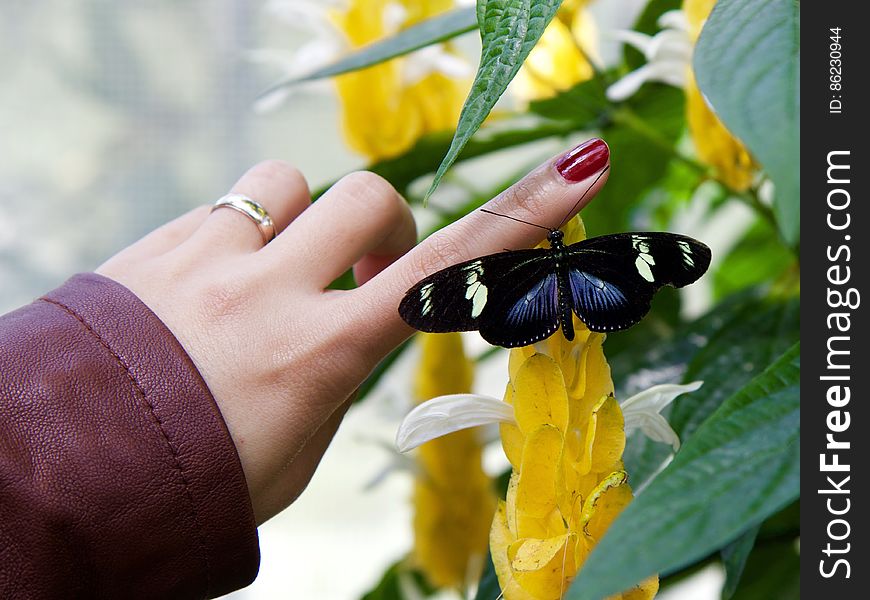 Hand of woman with butterfly on finger, yellow flowers in background.