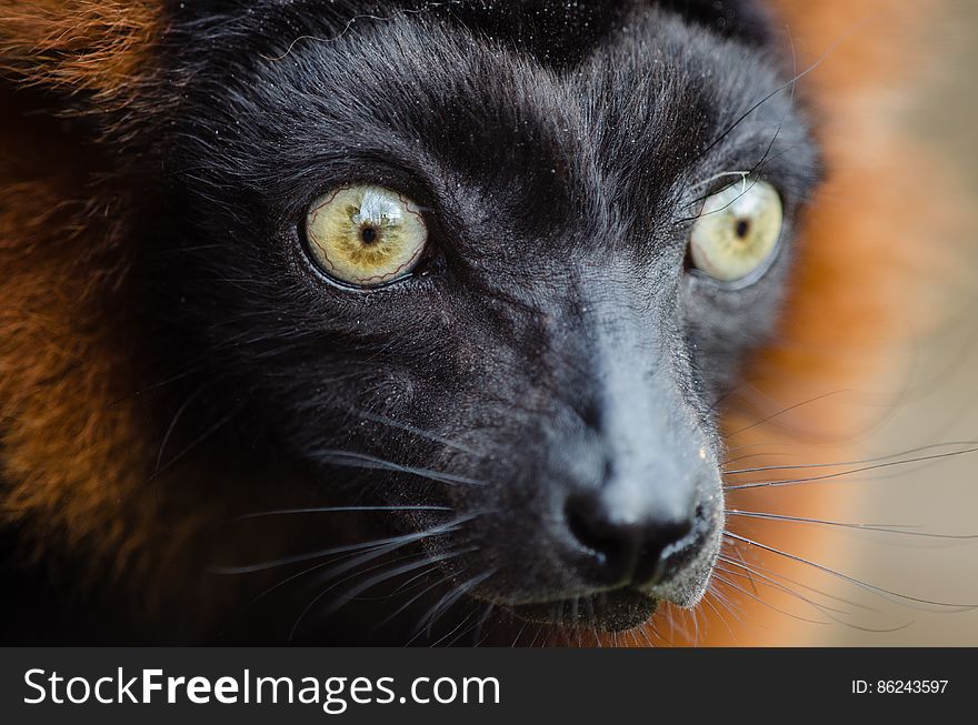 Red Ruffed Lemur