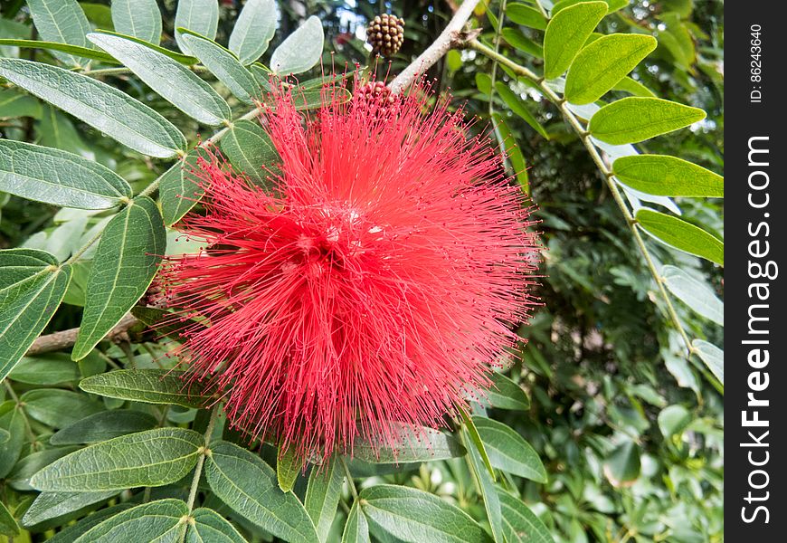 Fuzzy Red Flower On Green Plant