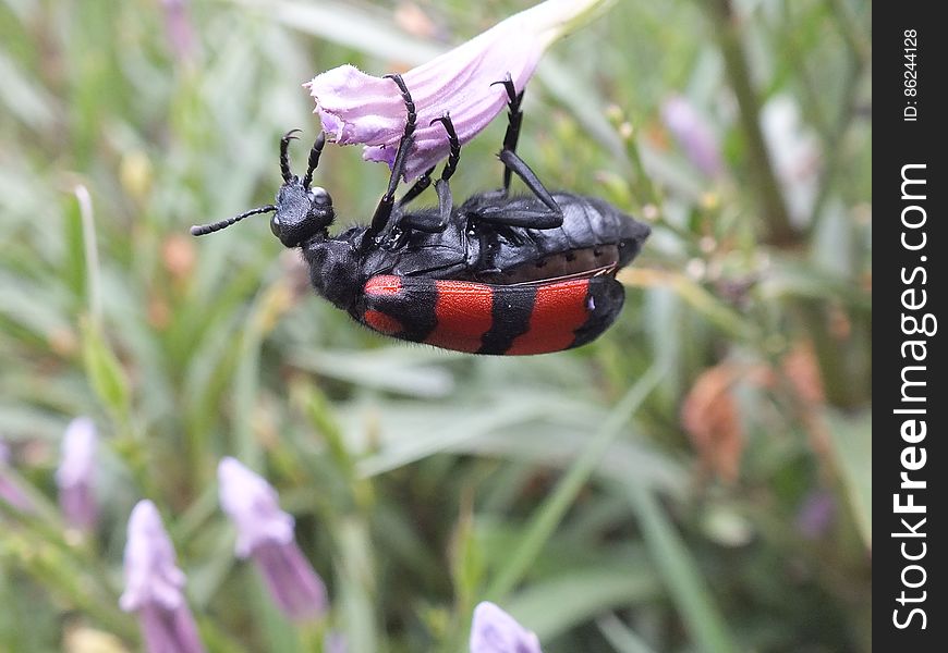 Red And Black Beetle