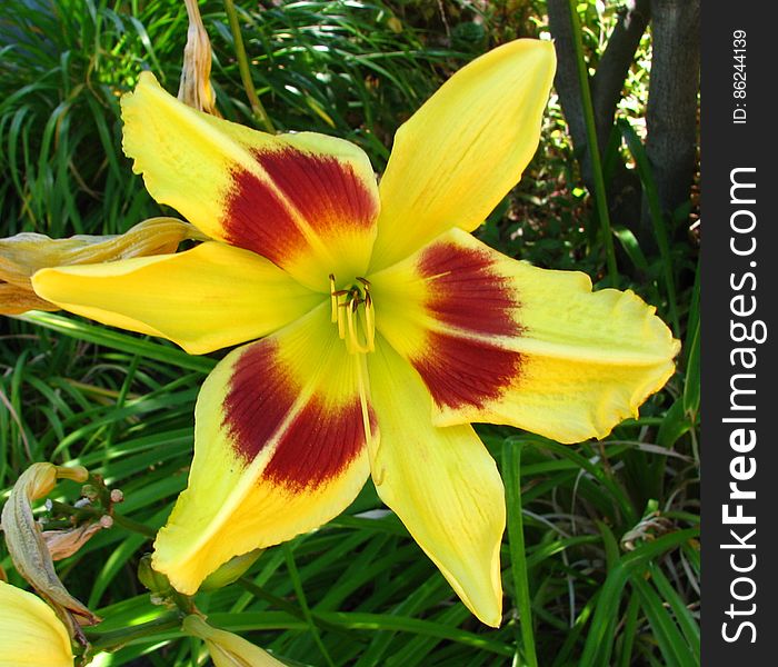 red-and-yellow daylily