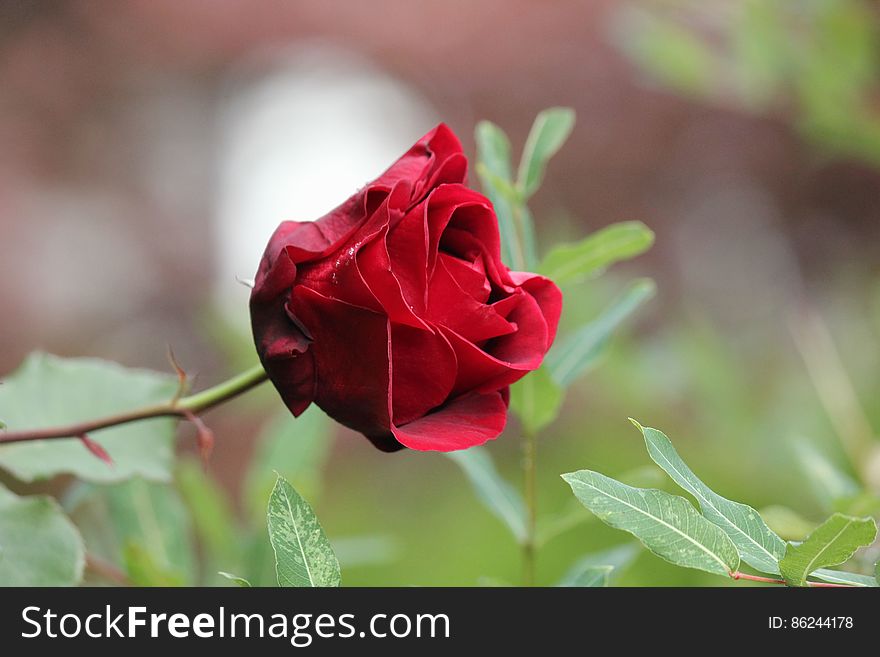 Flower, Plant, Petal, Hybrid Tea Rose