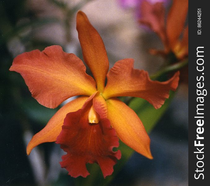 Orange-red Cattleya Orchid