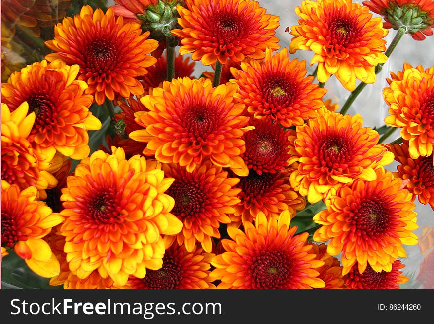 red-and-yellow chrysanthemums 1