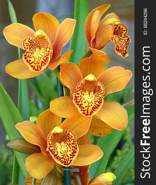orange orchids with speckled beards